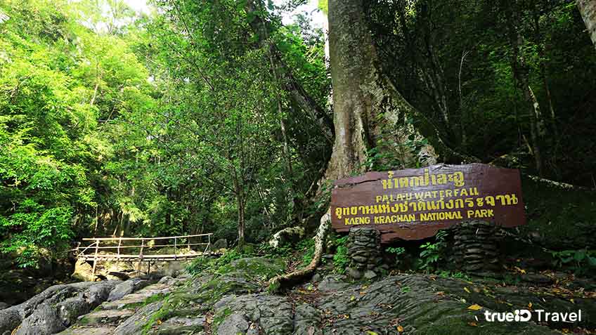 PALA-U WATERFALL น้ำตกป่าละอู: THE BEST AMAZING JUNGLE WATERFALL 175bb4b0 7a80 11ea b140 d79c3da629e7 original