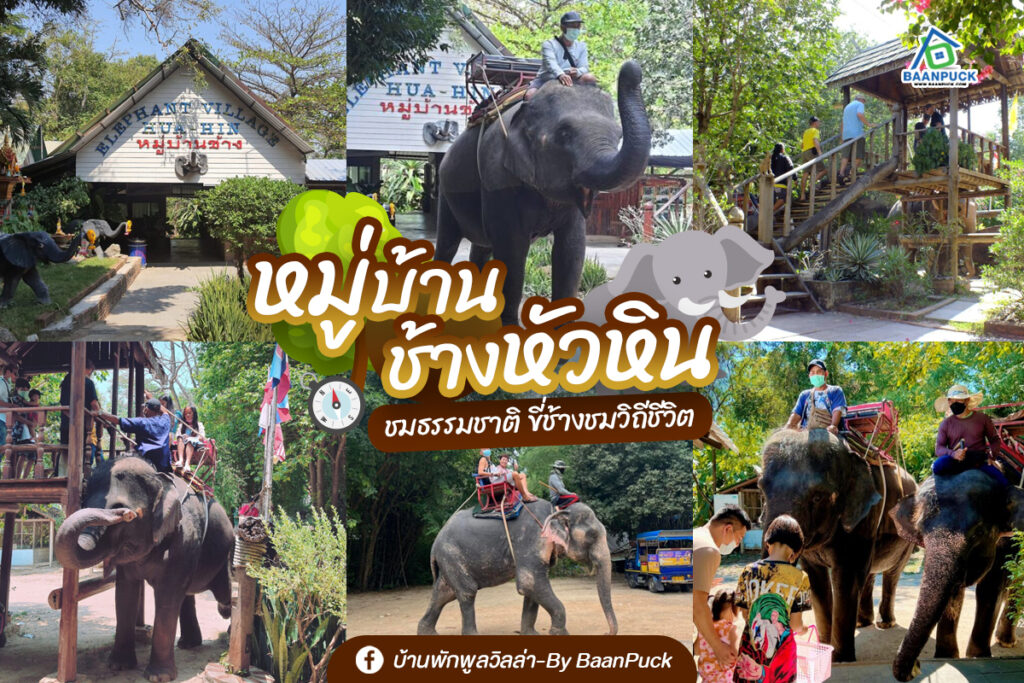 🐘 HUA HIN ELEPHANT VILLAGE : DISCOVER AUTHENTIC ELEPHANT EXPERIENCES IN HUA HIN รีวิว หมู่บ้านช้างหัวหิน hua hin elephant village