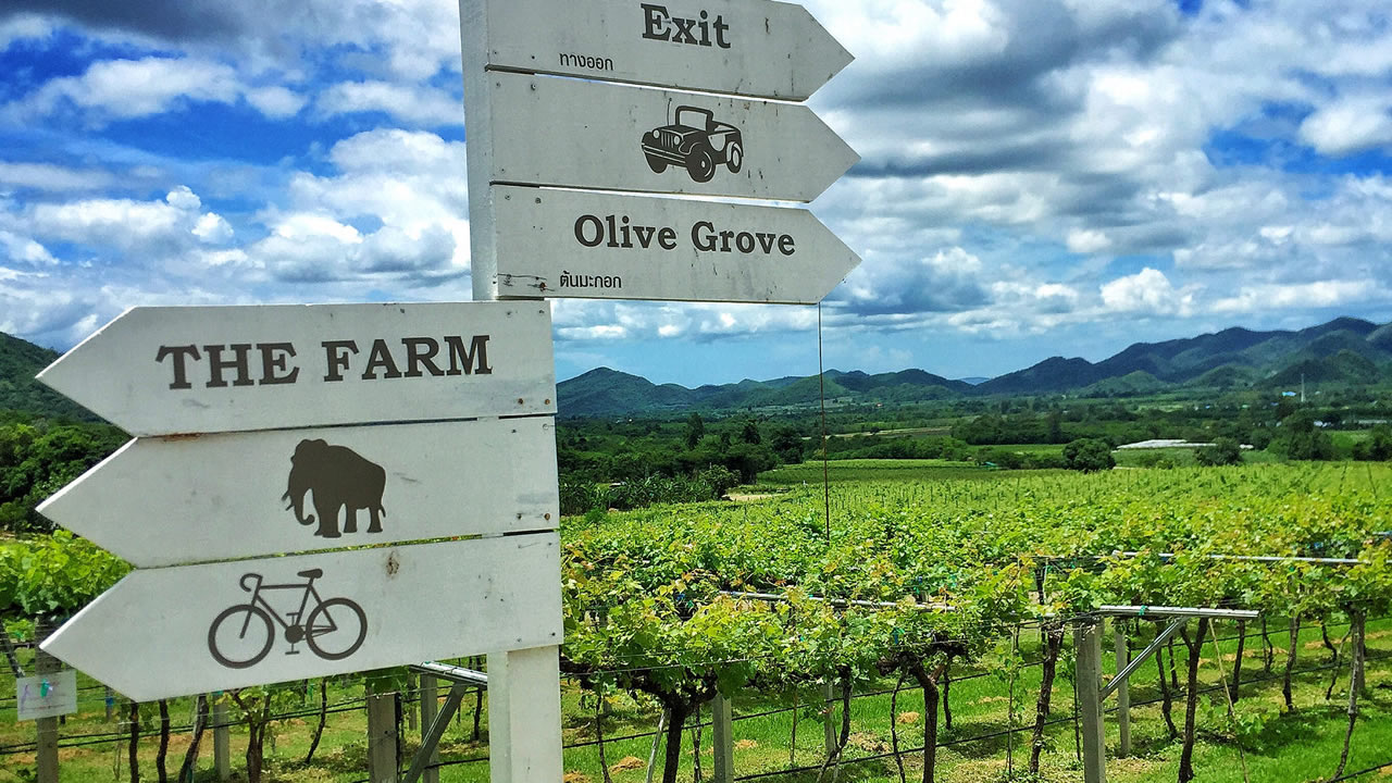 Hua Hin Hills Vineyard: Thailand’s Scenic Vineyard by the Sea 1 8
