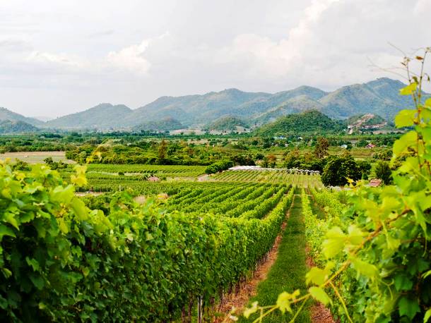 Hua Hin Hills Vineyard: Thailand’s Scenic Vineyard by the Sea huahinhillsvineyard6