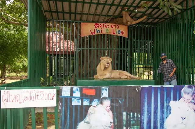 HUA HIN ZOO สวนสัตว์หัวหิน : FAMILY FRIENDLY ZOO & ANIMAL EXPERIENCE huahin fantasia ๒๐๐๘๒๔ 10