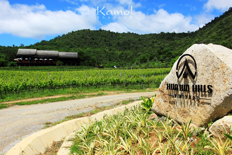 Hua Hin Hills Vineyard: Thailand’s Scenic Vineyard by the Sea vineyard hh 03